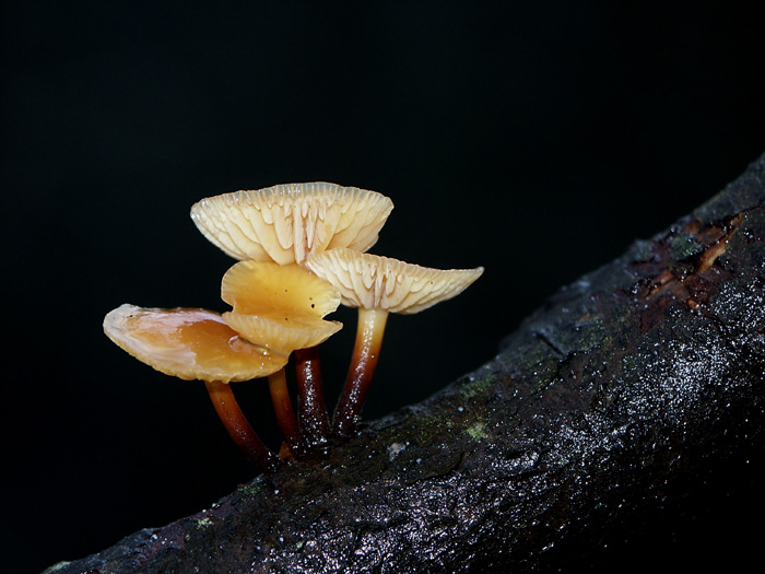 Flammulina filiformis